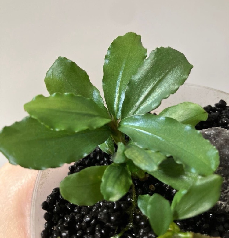 【AZ便】Bucephalandra sp. 彩雲 ［AZX0420-12］ Bucephalandra sp. 